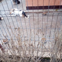photo de livraison pour Viata Animalelor