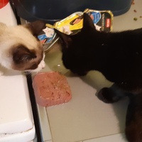 photo de livraison pour Pour l'Amour des Chats