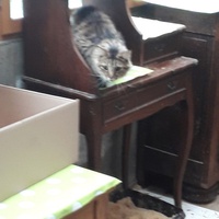 photo de livraison pour Une vie, Un chat