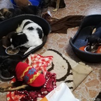 photo de livraison pour Sammelstelle für Tiere in Not e.V.