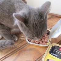 photo de livraison pour Jardin des Chats