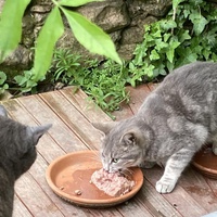 photo de livraison pour Les Chats Perchés de Mirmande