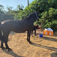 photo de livraison pour La Retraite des Chevaux des Causses