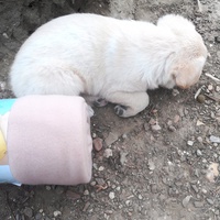 photo de livraison pour Help Doggy