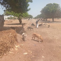 photo de livraison pour Comme Chiens et Chats Maroc