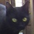 photo animal