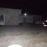 photo de livraison pour Pro Animals Finland ry