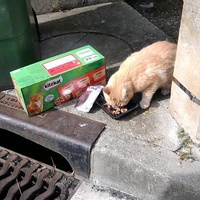 photo de livraison pour Les Aristocat's