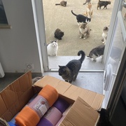 photo de livraison pour SADF (Sauvetage des animaux domestiques de France)