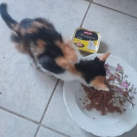 photo de livraison pour Le Gang des Matous