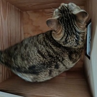 photo de livraison pour Les Chats de la Rue