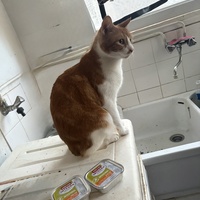 photo de livraison pour Chat Gratouille