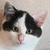 photo animal