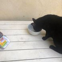 photo de livraison pour Bien vivre avec les Chats Sallélois