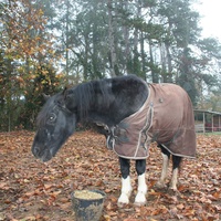 photo de livraison pour Cheval Espoirs 38