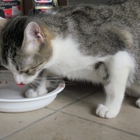 photo de livraison pour Jardin des Chats