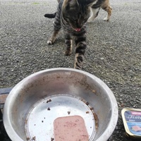 photo de livraison pour Chat L'Heureux Chat l'Ange et Cie