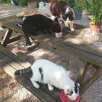 photo de livraison pour Ecole du Chat d’Arbois