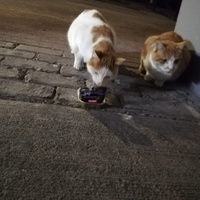 photo de livraison pour L’École du Chat de Saint-Denis Langevin