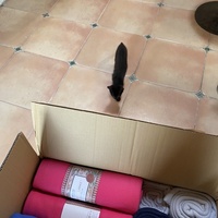 photo de livraison pour Les Chats de Condom 32