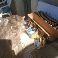 photo de livraison pour Les Chats libres de Calvisson