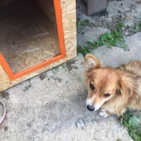 photo de livraison pour Save & Hope for Dogs