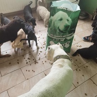 photo de livraison pour ПРИХВАТИЛИШТЕ ДРАЖЕВАЦ