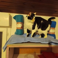 photo de livraison pour Le Gang des Matous