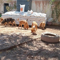 photo de livraison pour Help Adopt Moroccan Animals