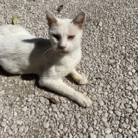 photo de livraison pour Association Des  Chats  De Hyeres