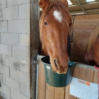 photo de livraison pour Les Chevaux d'Elo