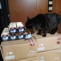 photo de livraison pour Chat de Gout'hier sans Toit
