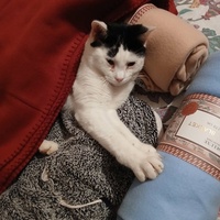 photo de livraison pour Les chats de chez nous