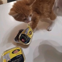 photo de livraison pour Jardin des Chats