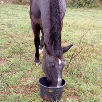 photo de livraison pour Equi-Libre : Droit à la Retraite Equine