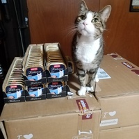 photo de livraison pour Chat de Gout'hier sans Toit