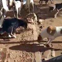 photo de livraison pour Comme Chiens et Chats Maroc