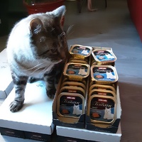 photo de livraison pour Les Chatoyants
