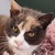 photo animal