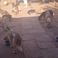 photo de livraison pour Help Adopt Moroccan Animals