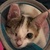 photo animal