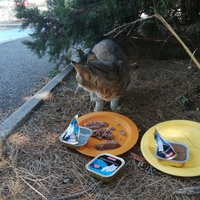 photo de livraison pour L'Ecole du Chat Istreen