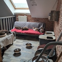 photo de livraison pour Les Chats de Cooper