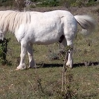 photo de livraison pour Equi-Libre : Droit à la Retraite Equine
