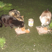 photo de livraison pour Chat Libre de l'Ile du Ramier