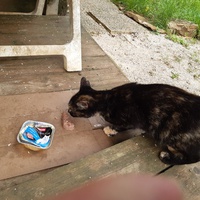 photo de livraison pour Chats errants du val du crenu