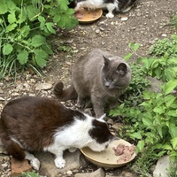 photo de livraison pour Les Chats Perchés de Mirmande