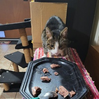 photo de livraison pour Chat de Gout'hier sans Toit
