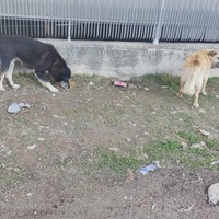 photo de livraison pour Civic Initiative Kane Korzo Skopje