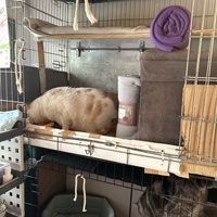 photo de livraison pour Les chats Port-Saint-Louisiens